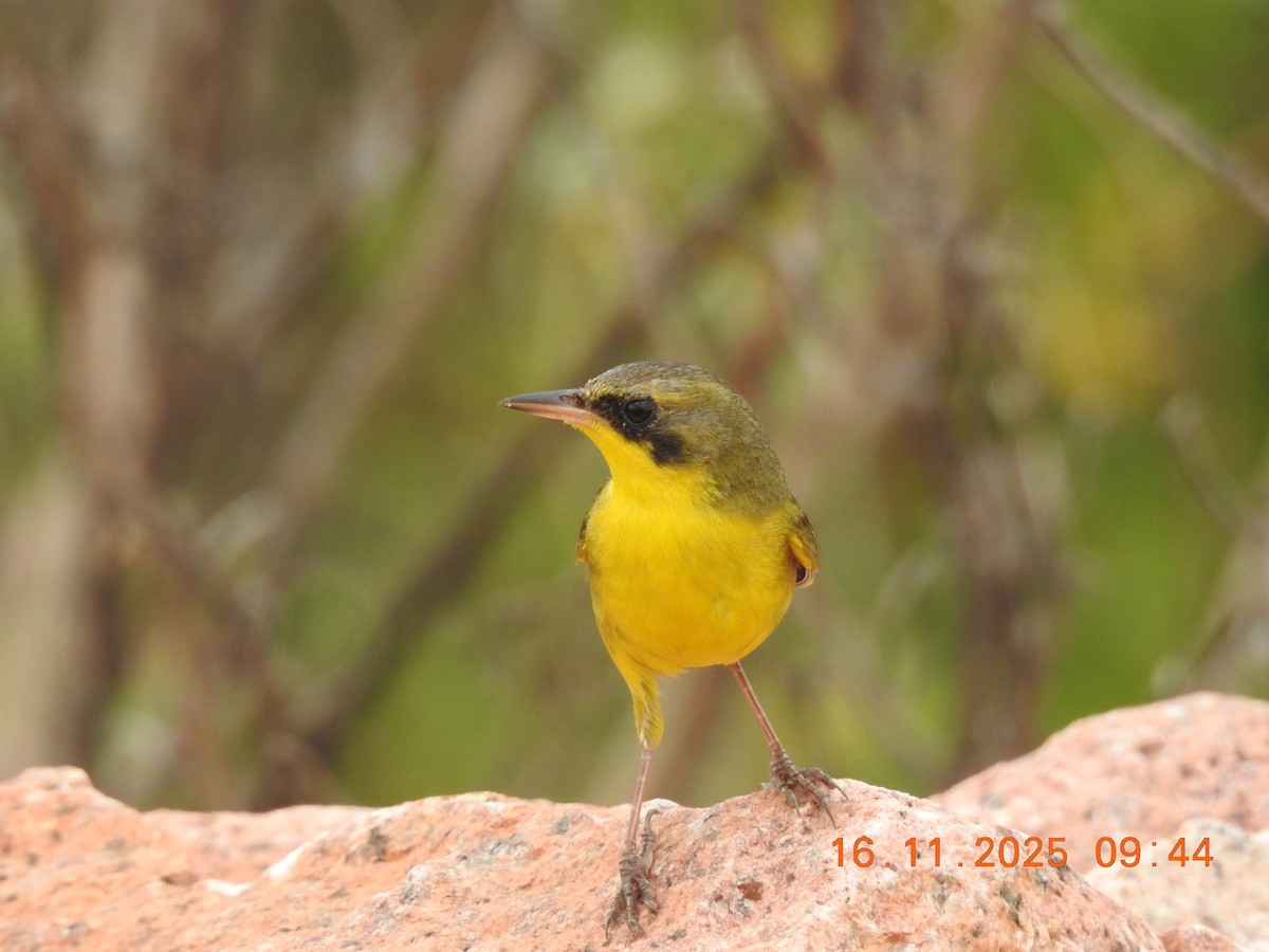 Paruline voilée - ML645363420