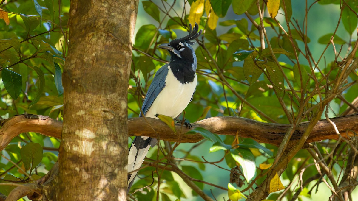 Black-throated Magpie-Jay - ML645363430