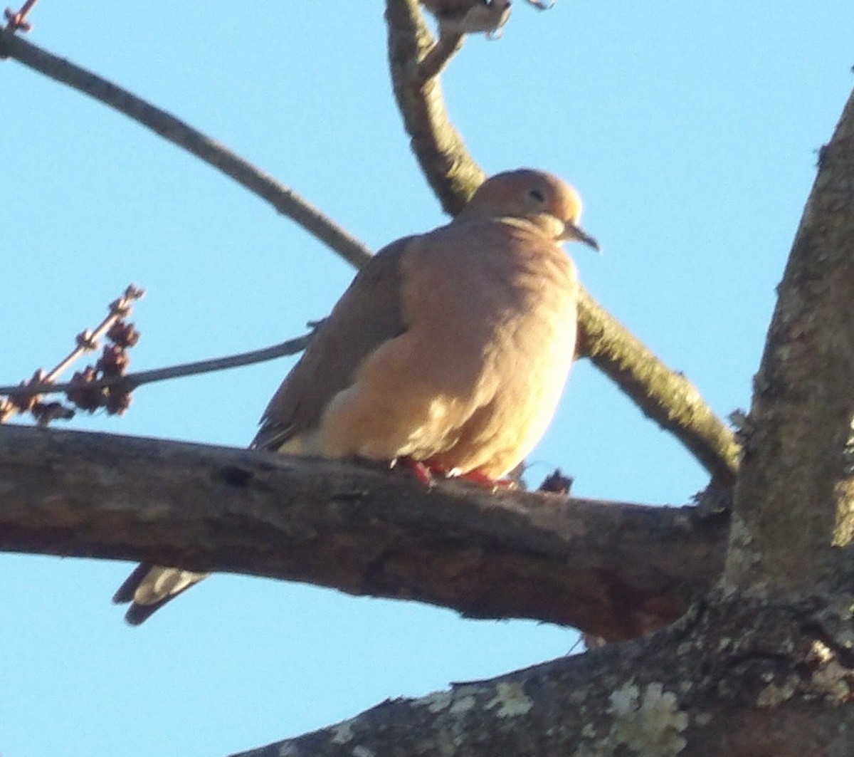Mourning Dove - ML645363438