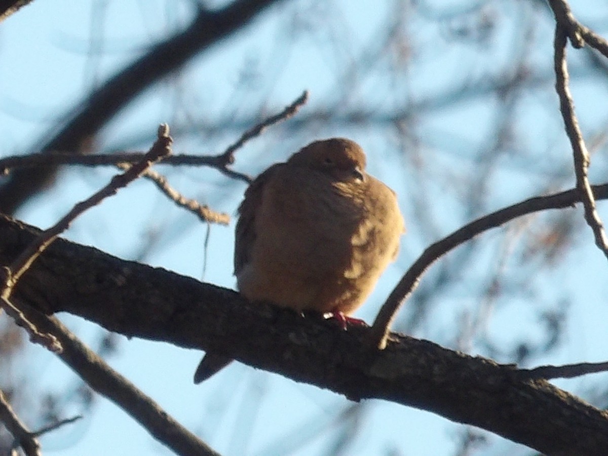 Mourning Dove - ML645363439