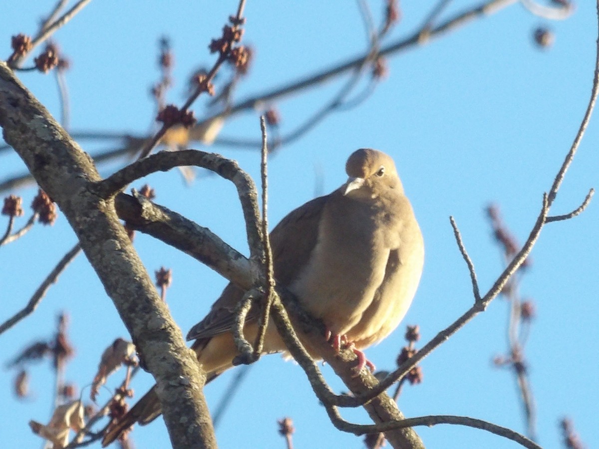 Mourning Dove - ML645363440