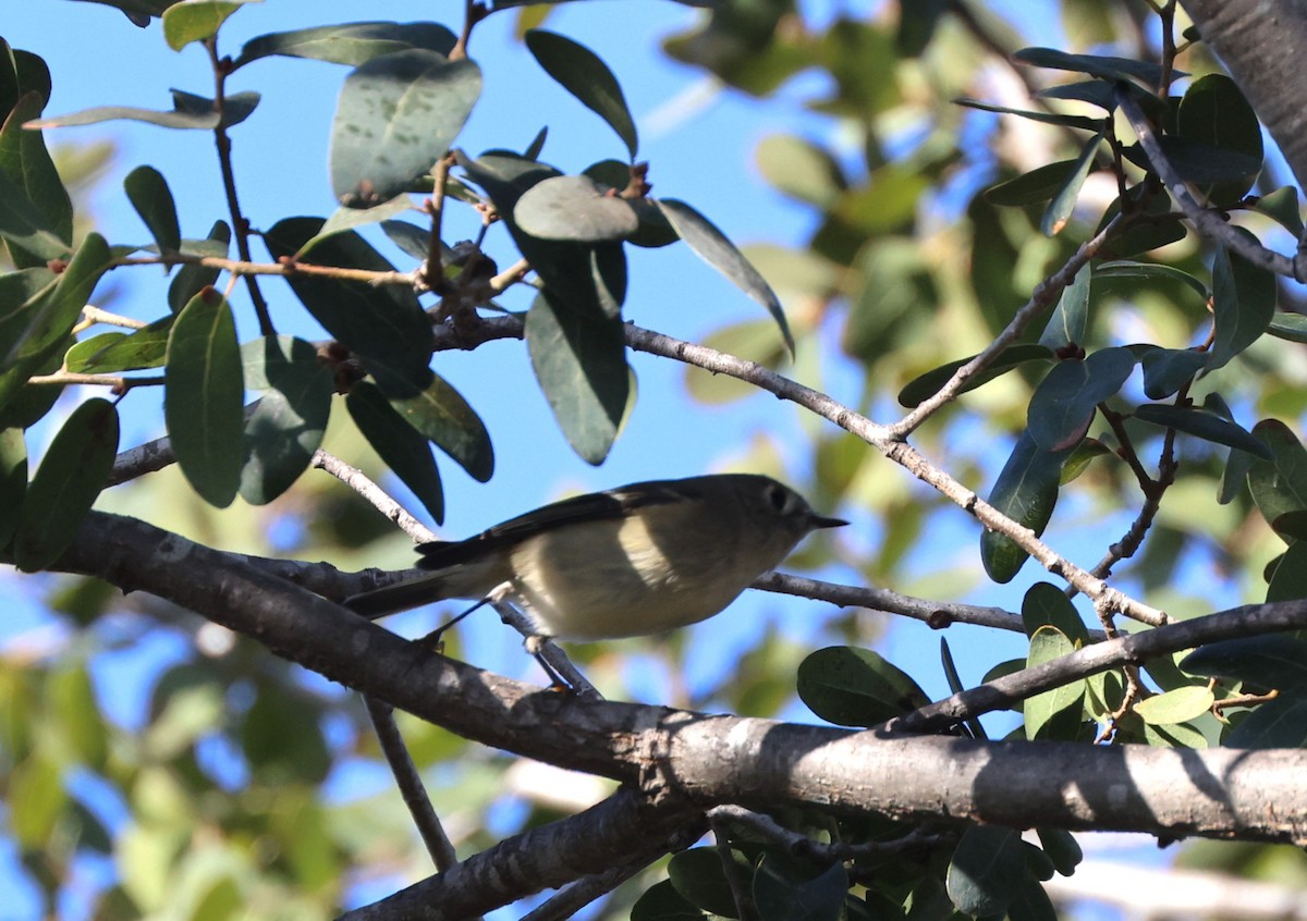 Золотомушка рубіновочуба - ML645363448