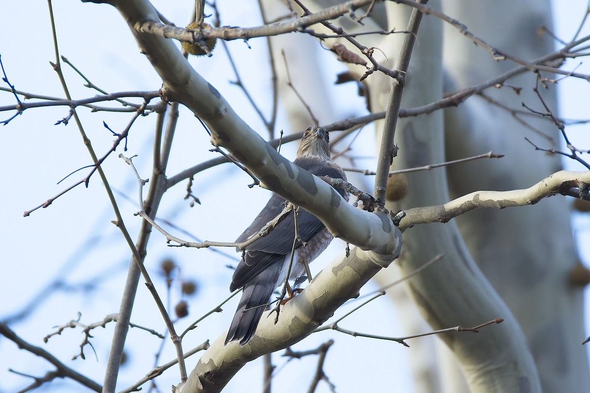 Sharp-shinned Hawk - ML645363465