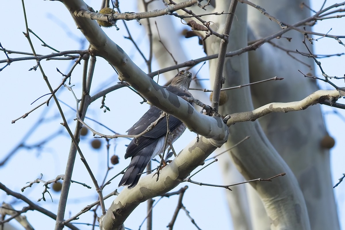 Sharp-shinned Hawk - ML645363466