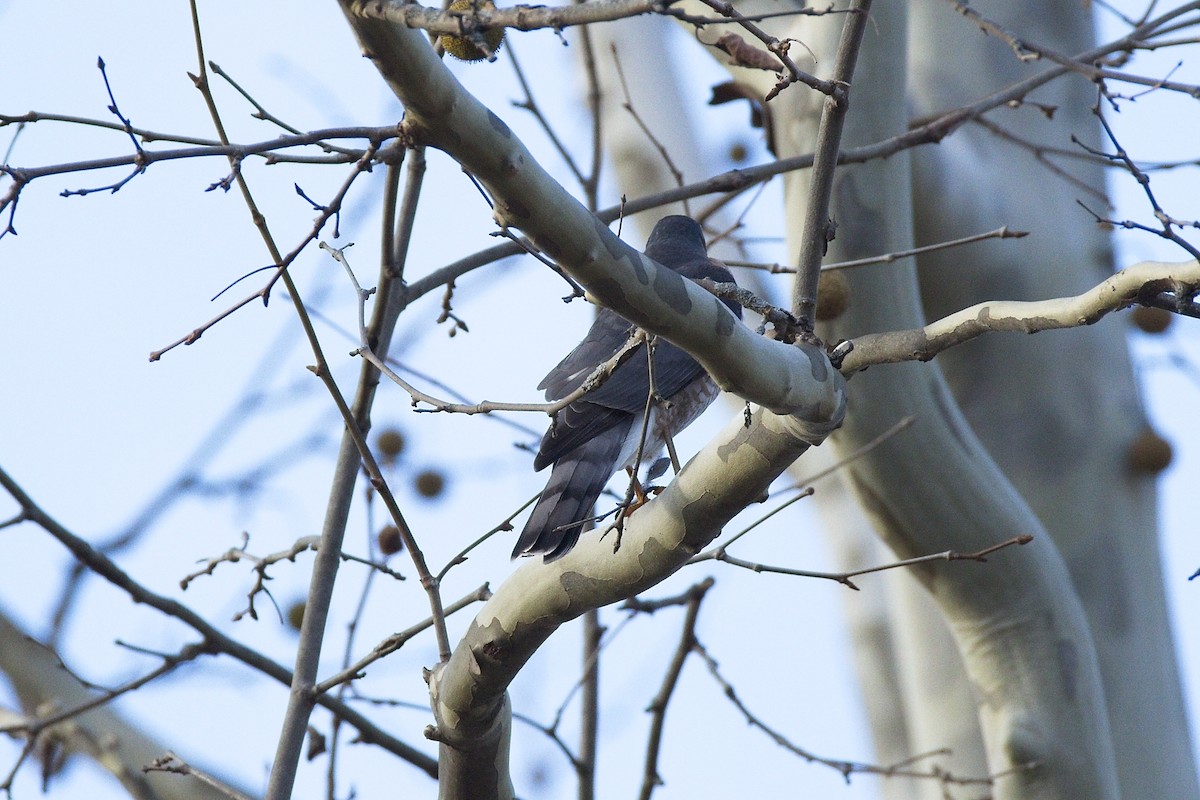 Sharp-shinned Hawk - ML645363467