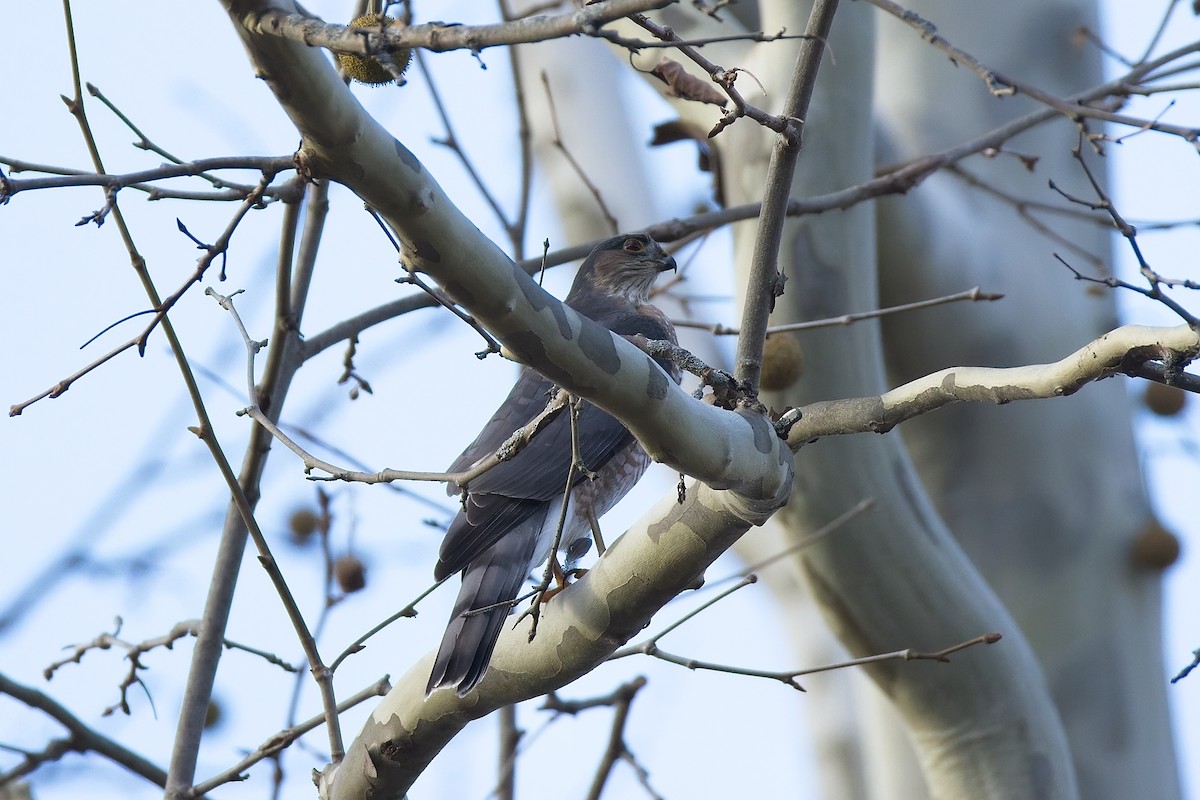 Sharp-shinned Hawk - ML645363468
