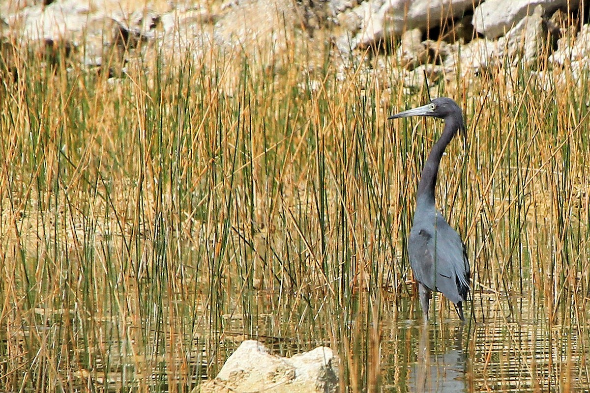Little Blue Heron - ML645363472