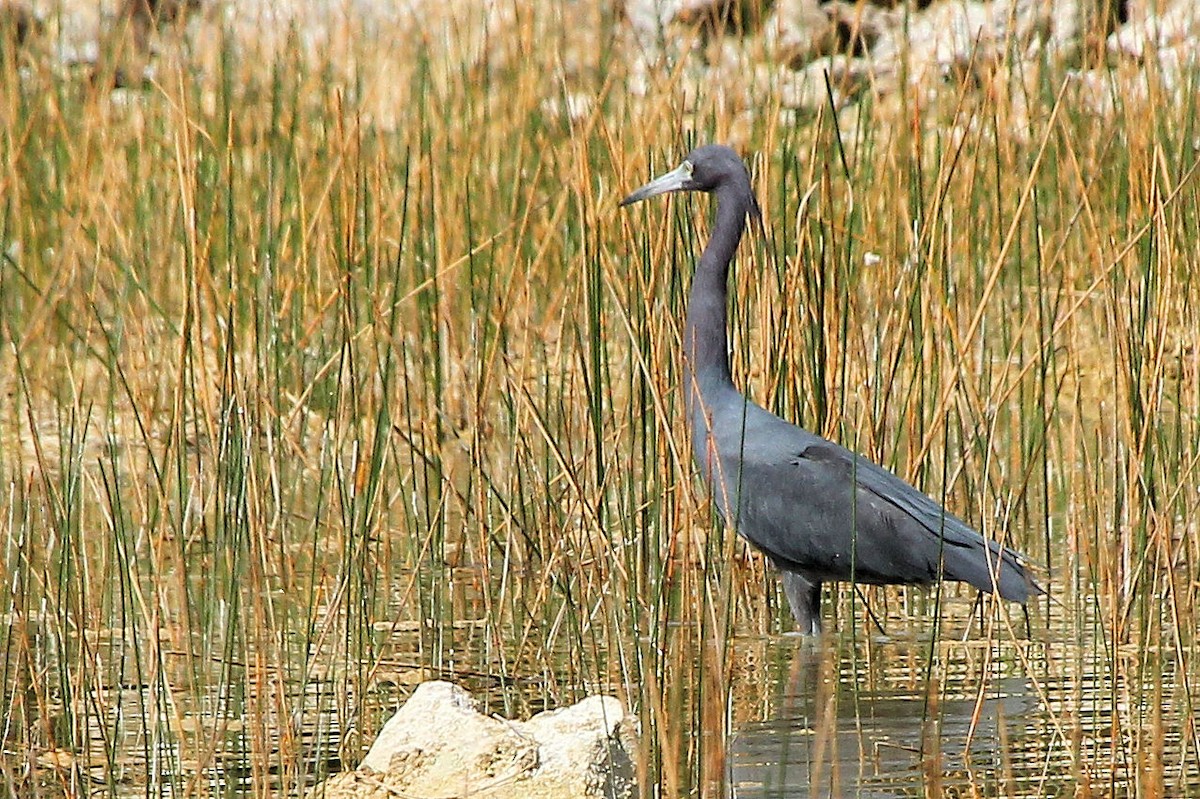 Little Blue Heron - ML645363473