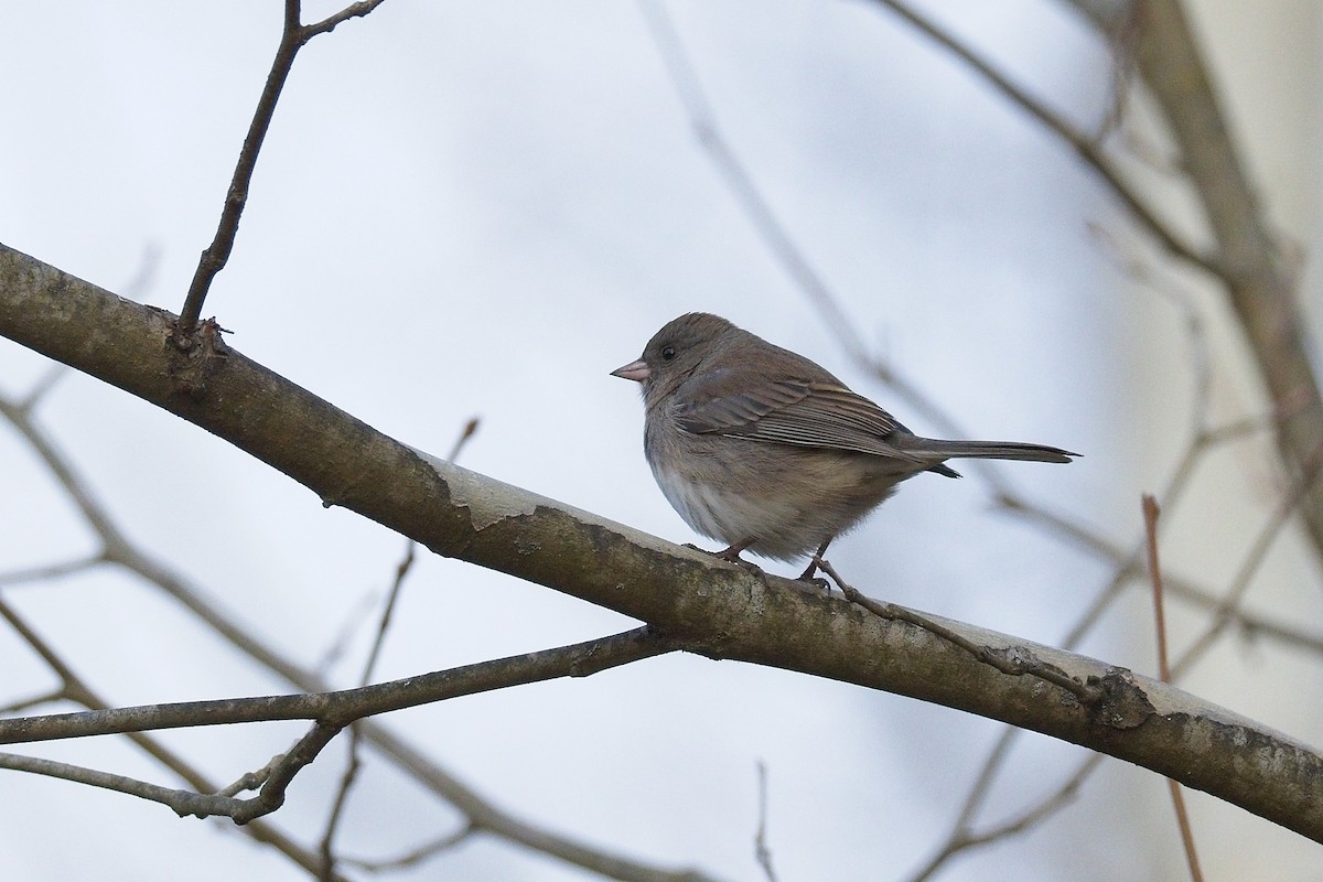 Dark-eyed Junco - ML645363479