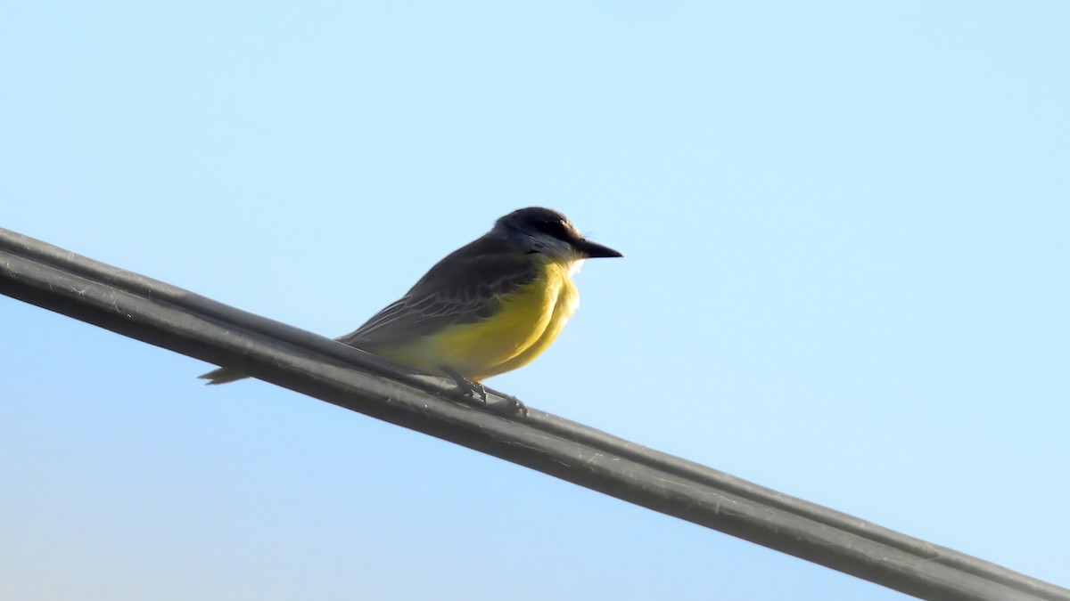 Tropical Kingbird - ML645363481
