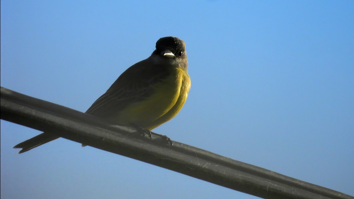 Tropical Kingbird - ML645363482