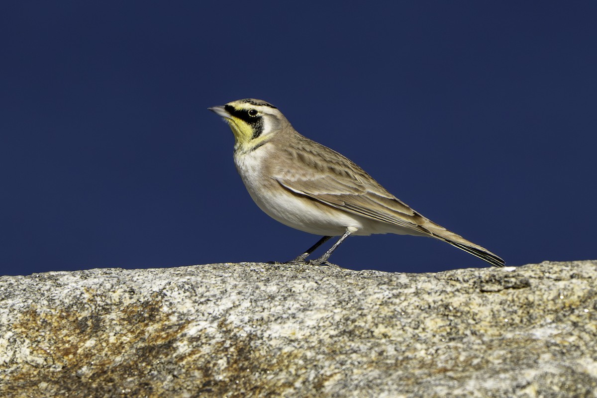 ハマヒバリ - ML645363483