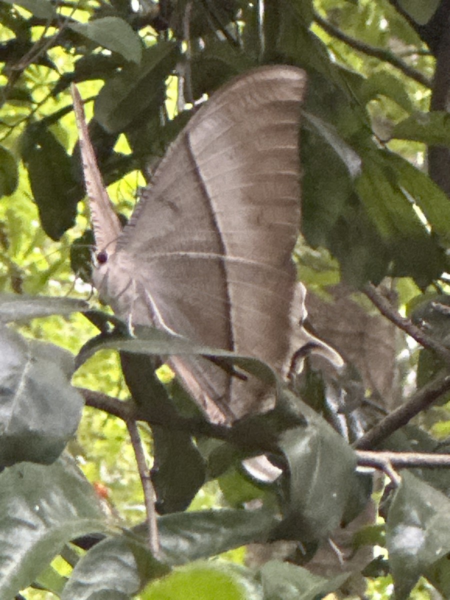 Tropical Swallowtail Moth - ML645363496