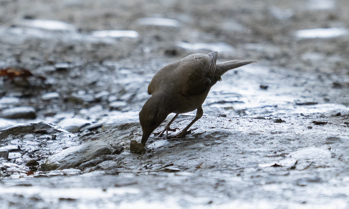 Pale-breasted Thrush - ML645363502