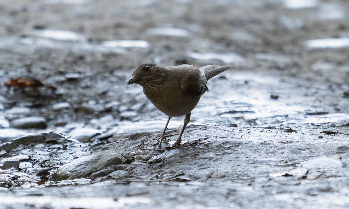 Pale-breasted Thrush - ML645363503