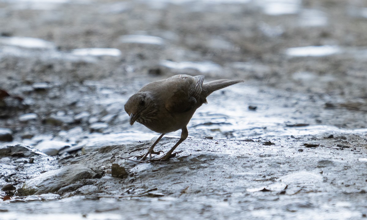 Pale-breasted Thrush - ML645363504
