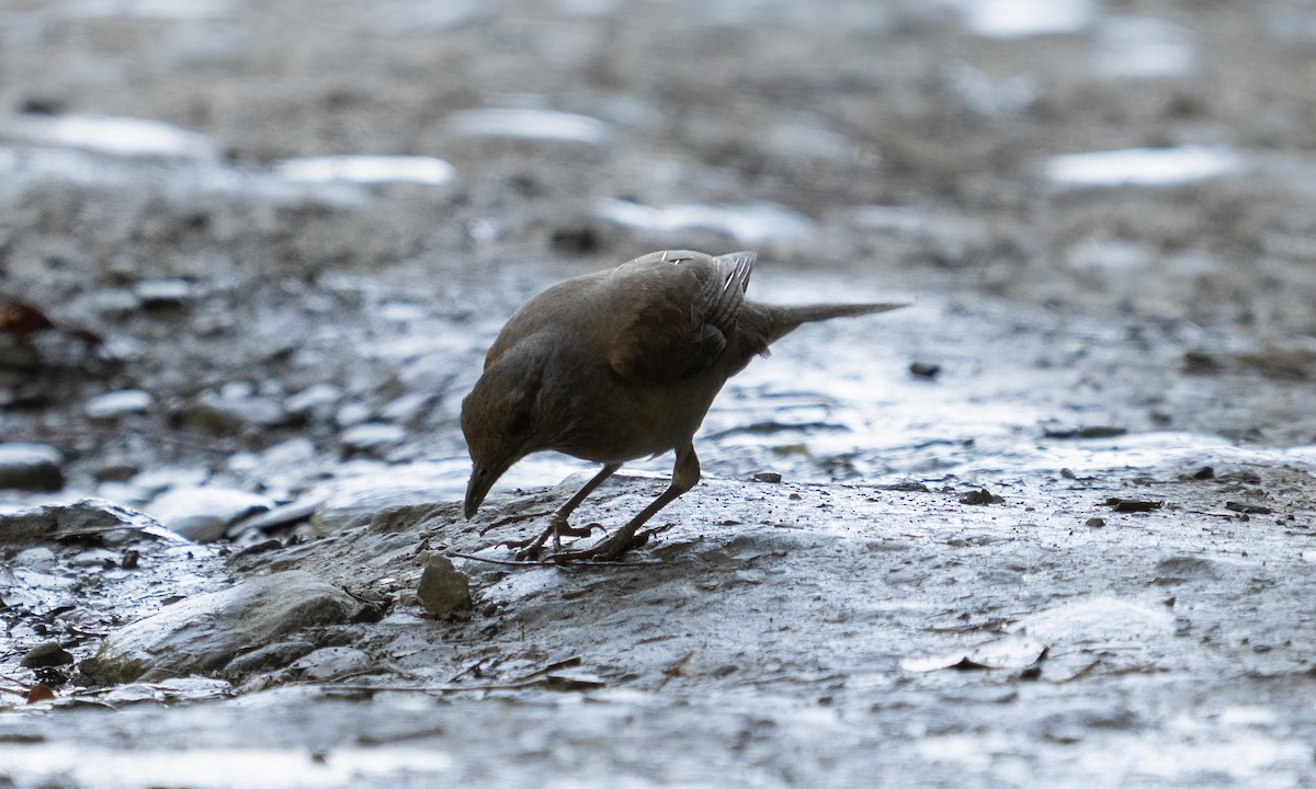 Pale-breasted Thrush - ML645363505