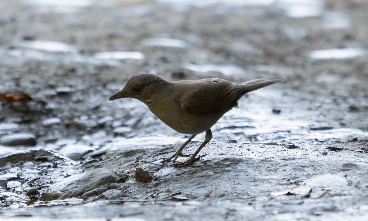 Pale-breasted Thrush - ML645363506