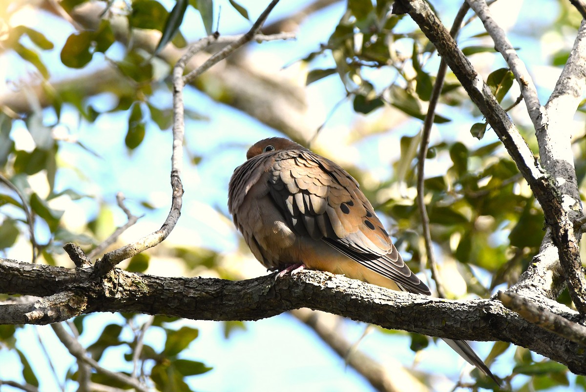 Mourning Dove - ML645363516