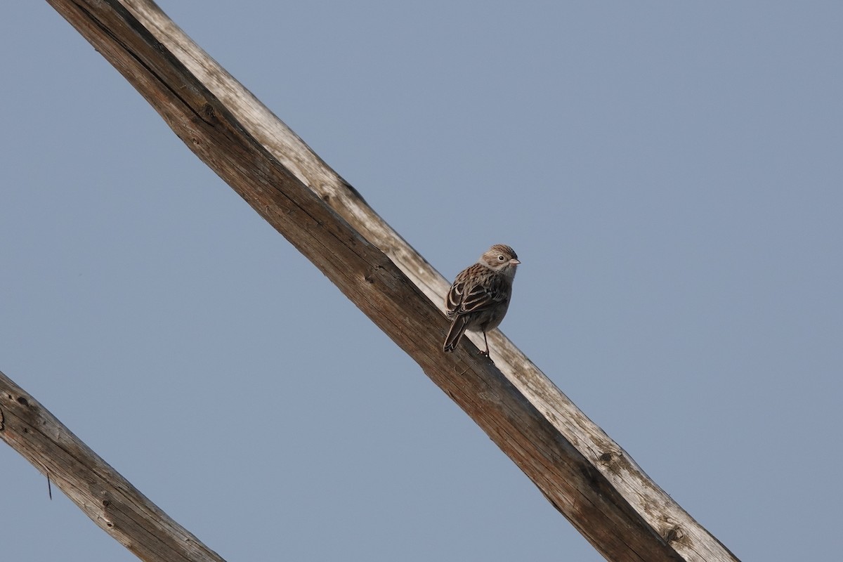 Brewer's Sparrow - ML645363517