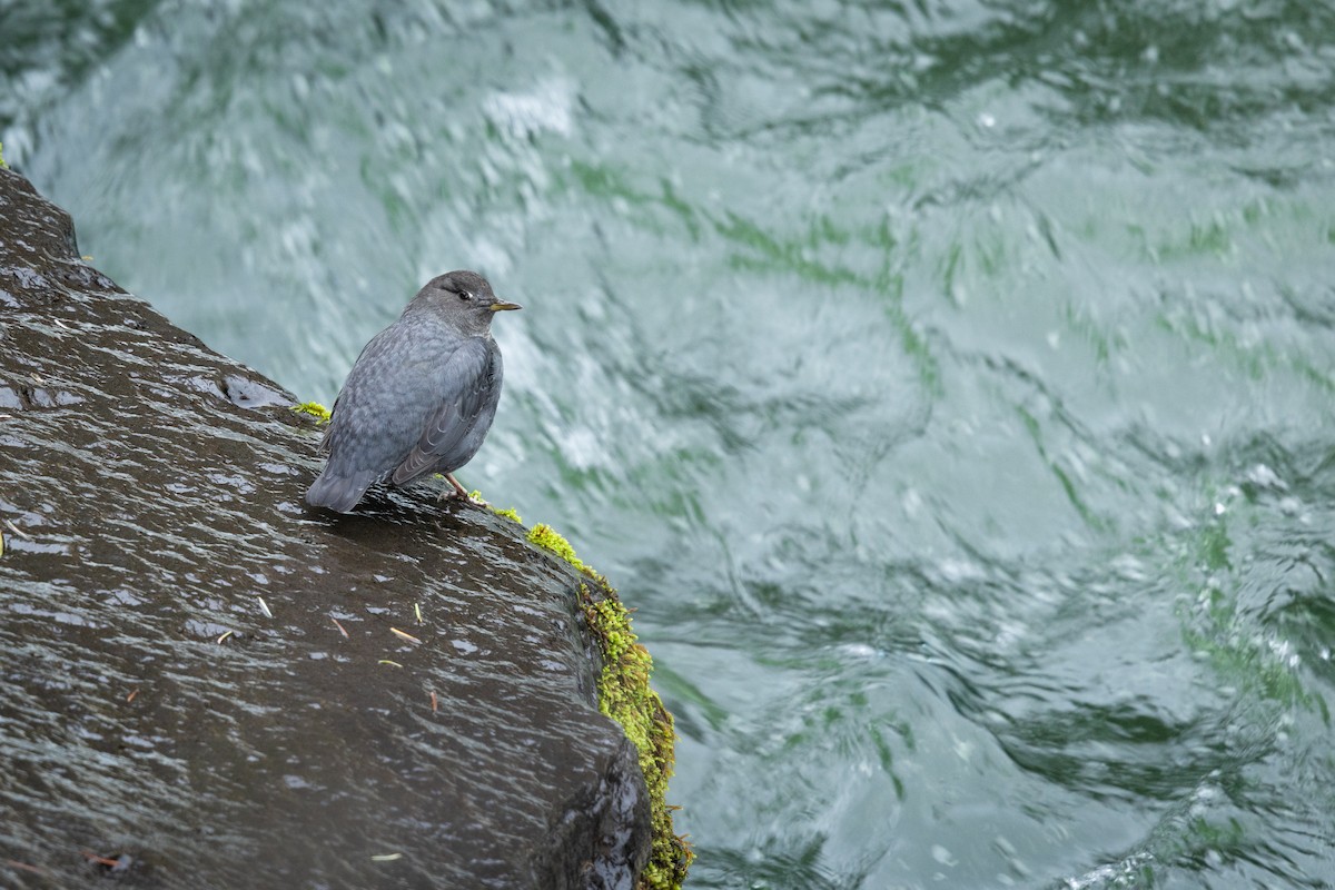 American Dipper - ML645363522