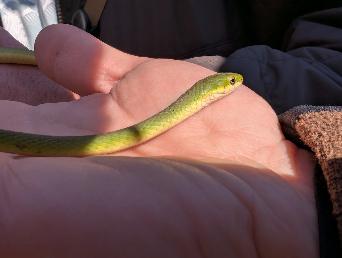 Northern Rough Greensnake - ML645363523