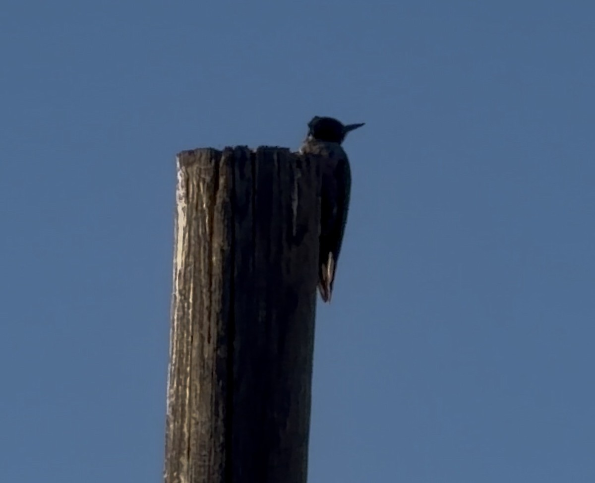 Lewis's Woodpecker - ML645363525