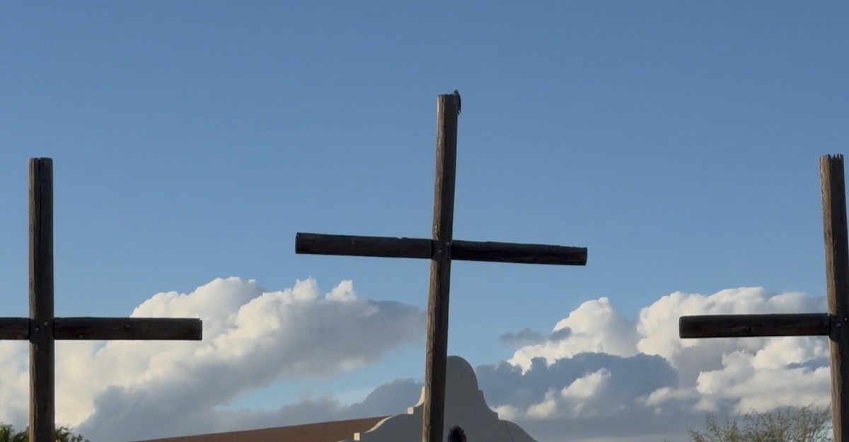 Lewis's Woodpecker - ML645363526