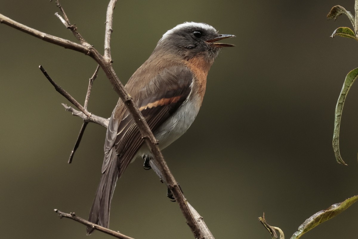 Orangebrust-Schmätzertyrann - ML645363530