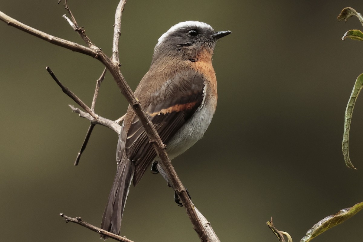 Orangebrust-Schmätzertyrann - ML645363531