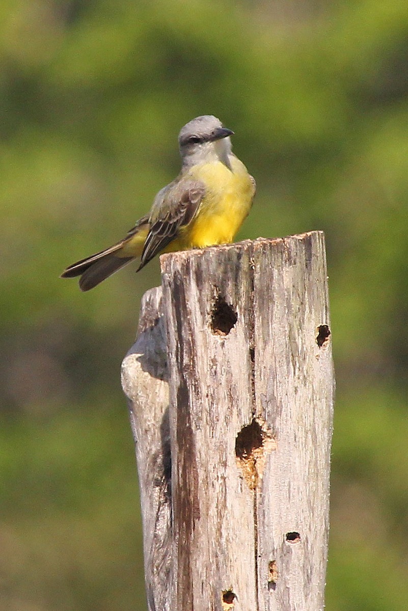 Tropical/Couch's Kingbird - ML645363533