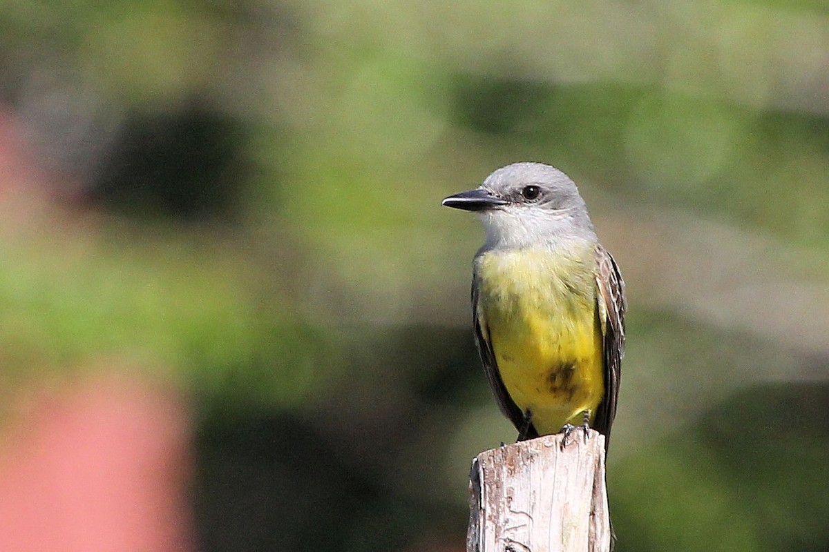 Tropical/Couch's Kingbird - ML645363534
