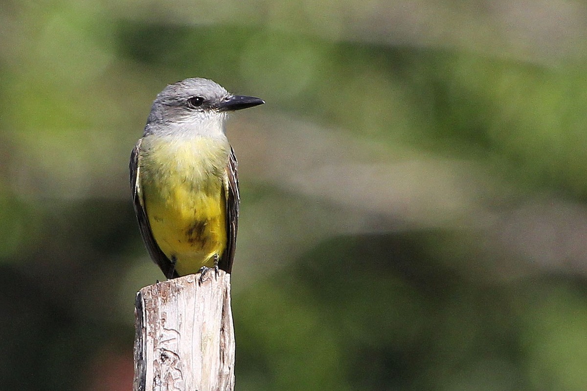 Tropical/Couch's Kingbird - ML645363535