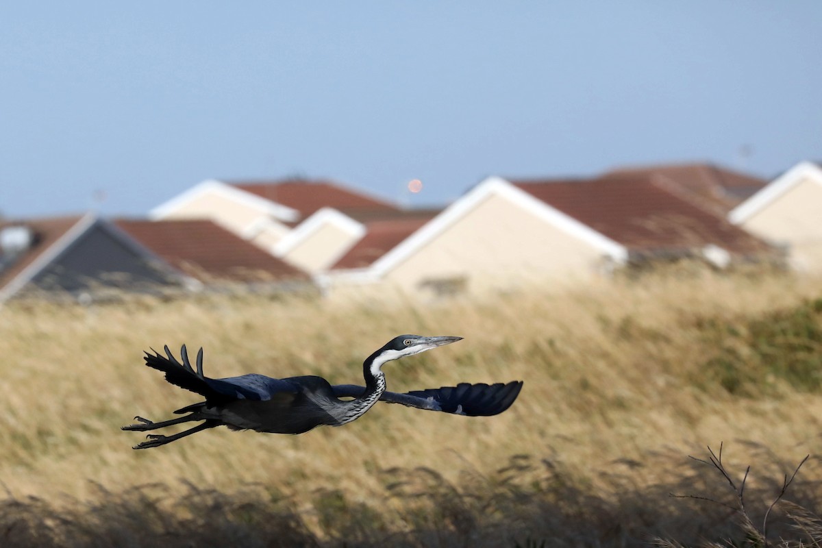 Héron mélanocéphale - ML645363549