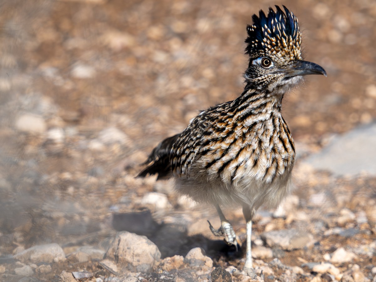 Greater Roadrunner - ML645363550