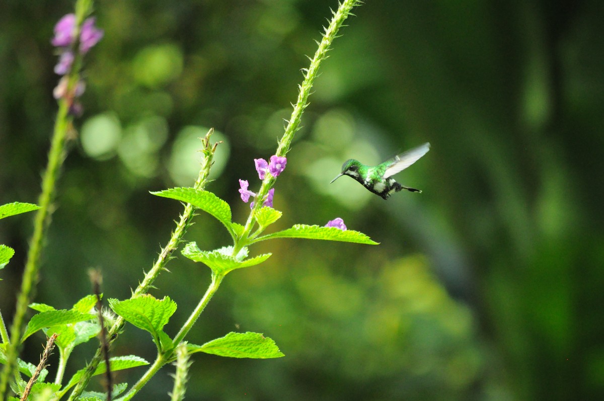 Green Thorntail - ML645363553