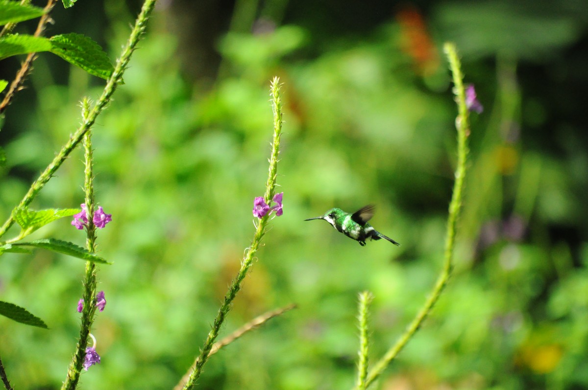 Green Thorntail - ML645363554