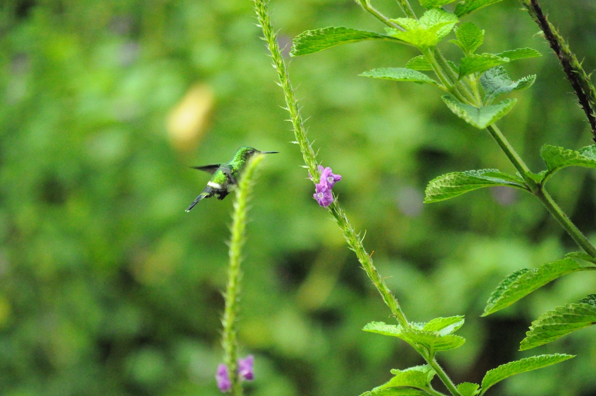 Green Thorntail - ML645363555