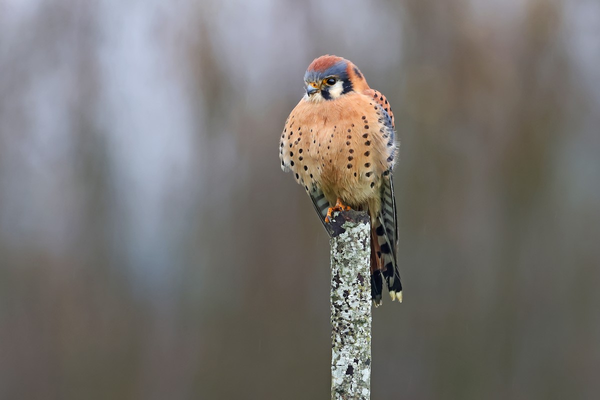 poštolka pestrá - ML645363558