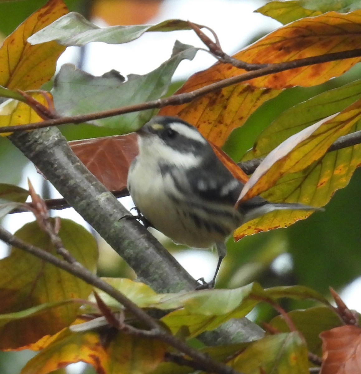Black-throated Gray Warbler - ML645363559