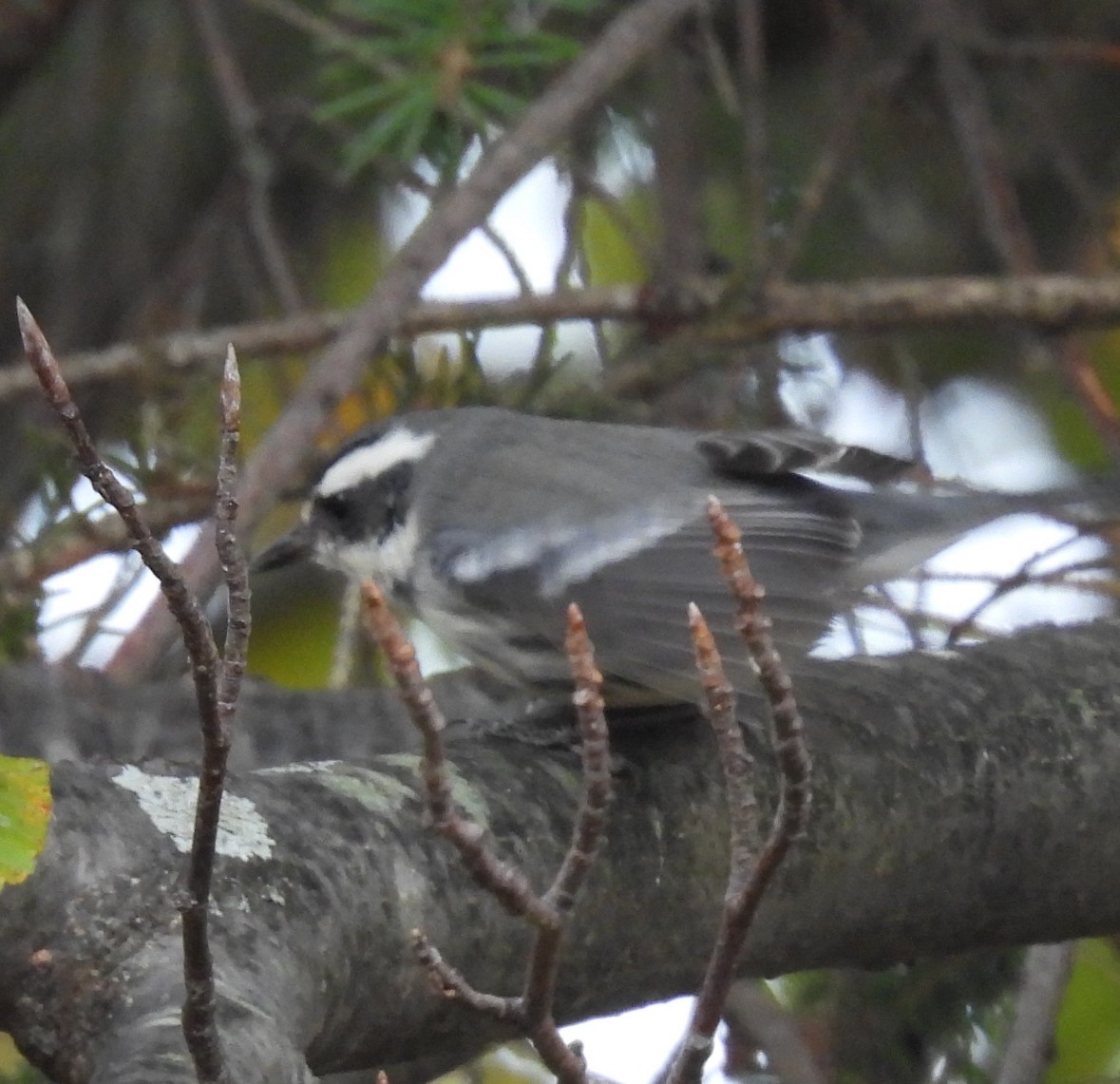 Black-throated Gray Warbler - ML645363560