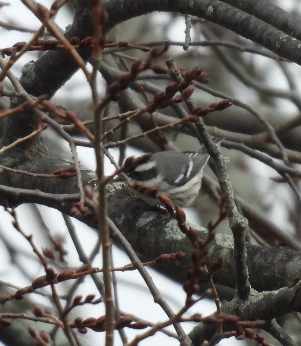 Black-throated Gray Warbler - ML645363561