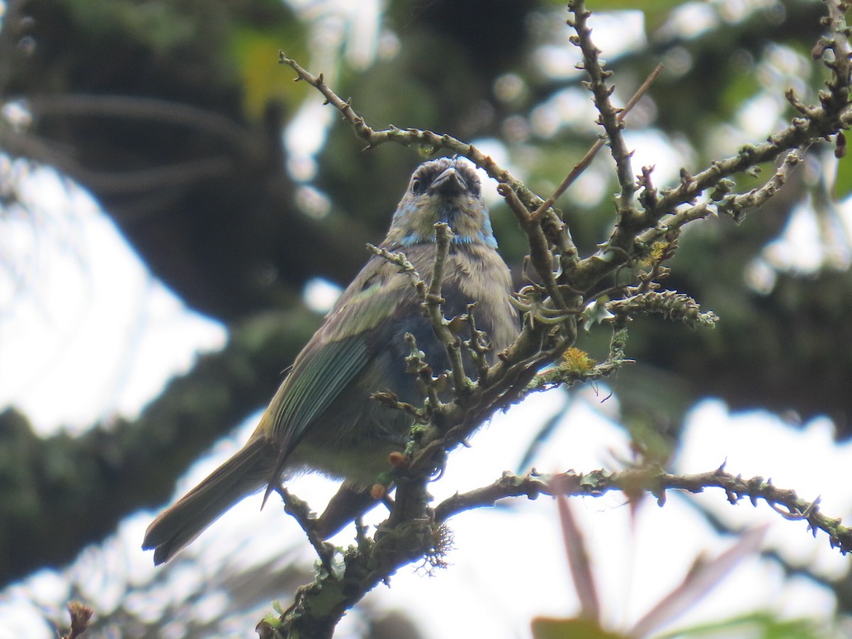 Лазурноголовая танагра - ML645363592