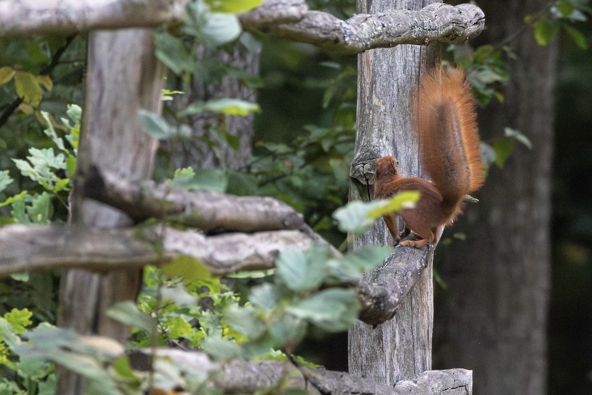 キタリス - ML645363593