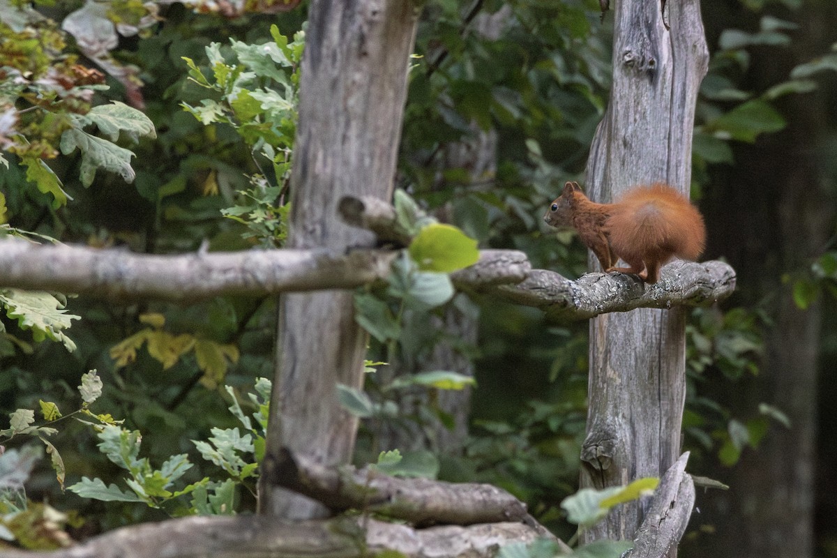 キタリス - ML645363594