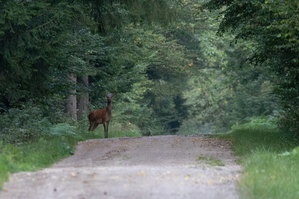 アカシカ - ML645363596