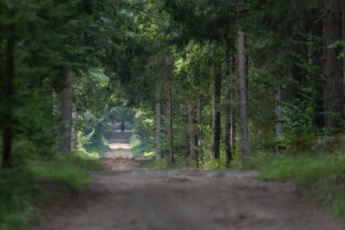 ヨーロッパバイソン - ML645363597