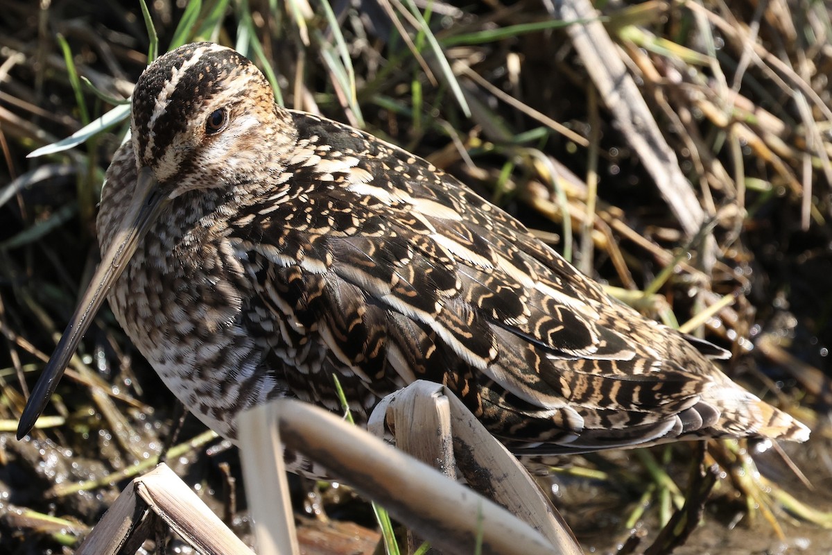 Wilson's Snipe - ML645363598