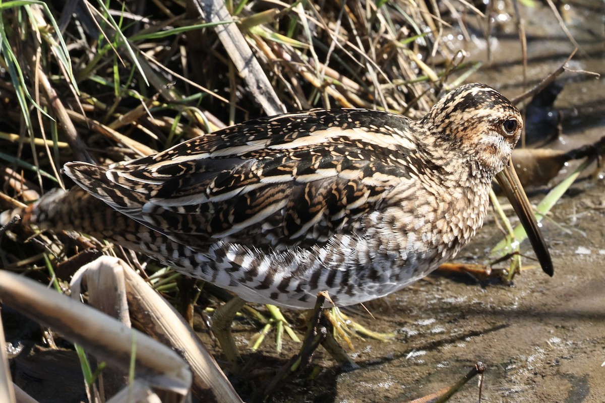 Wilson's Snipe - ML645363604