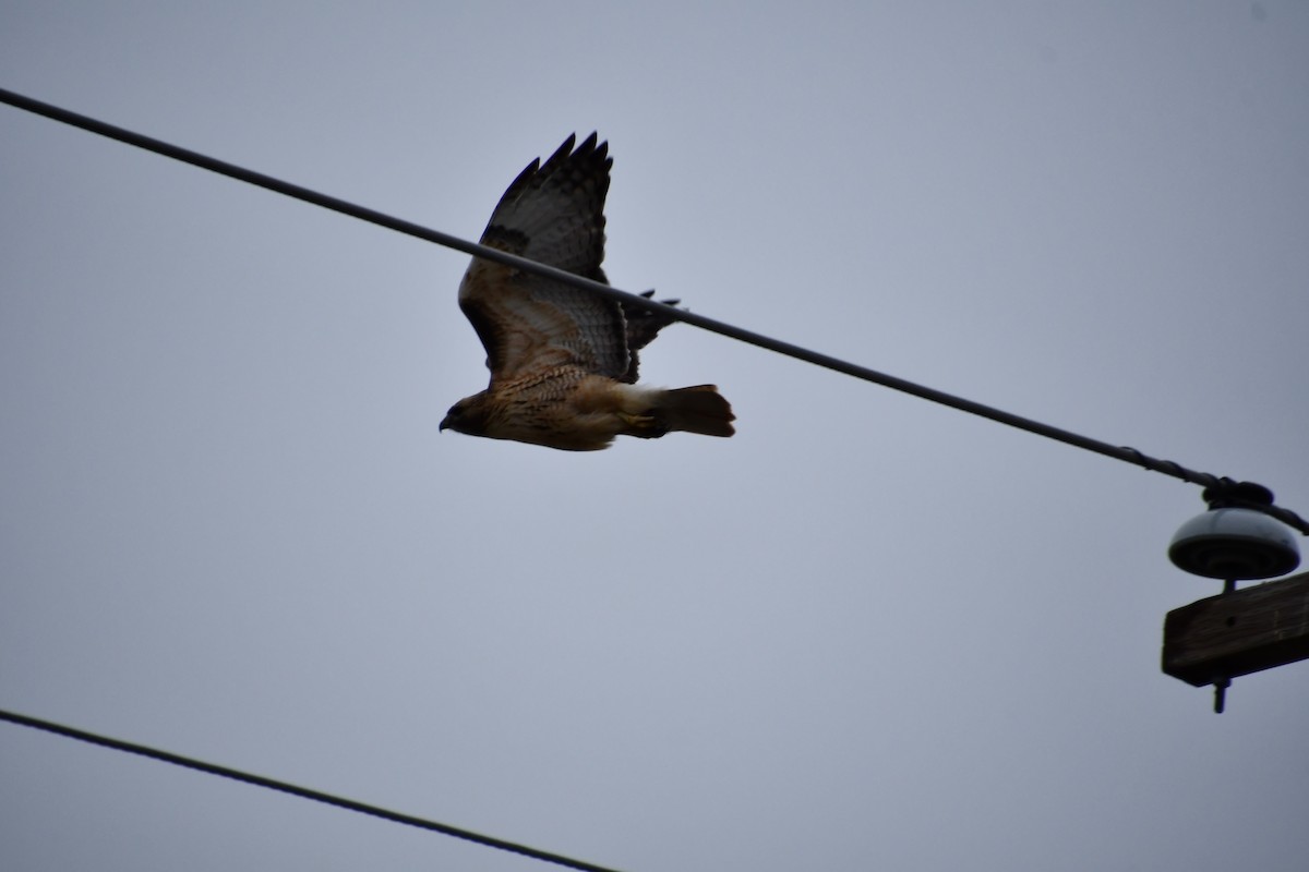 Red-tailed Hawk - ML645363612